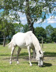 Biały koń © Daniel