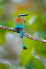 Turquise-browed Motmot, Eumomota superciliosa, portrait of nice big bird from wild nature, beautiful coloured forest background, art view, Costa Rica.