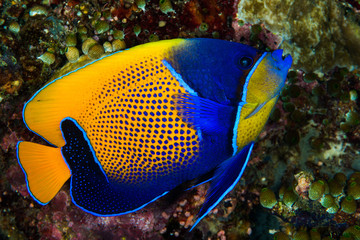 Fototapeta na wymiar blue-girdled angelfish fish