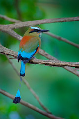Turquise-browed Motmot, Eumomota superciliosa, portrait of nice big bird from wild nature, beautiful coloured forest background, art view, Costa Rica.