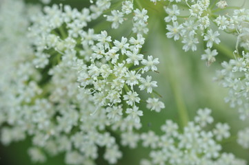 white flowers