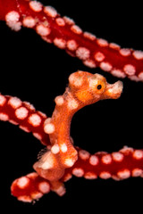 Denise's pygmy seahorse in the Raja Ampat
