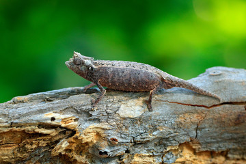 Brookesia thieli,  Chameleon sitting on the branch in forest habitat. Exotic beautifull endemic green reptile with long tail from Madagascar. Wildlife scene from nature.