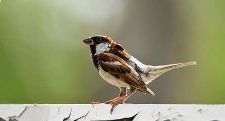 Indian Sparrow