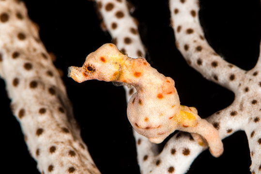 Denise's pygmy seahorse in the Raja Ampat