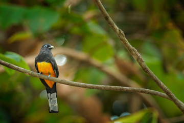 Black-headed trogon, Trogon melanocephalus, yellow and dark blue exotic tropical bird sitting on thin branch in the forest, Carara NP, Costa Rica. Wildlife scene from nature.
