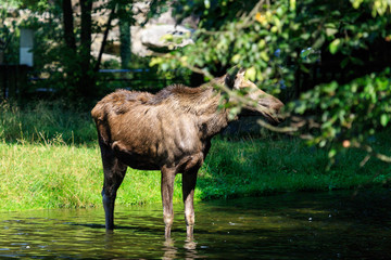 Fototapeta premium Moose