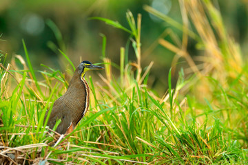 Bare-throated Tiger-Heron, Tigrisoma mexicanum, in nature green vegetation. Water bird from tropical jungle. Wildlife scene from nature forest, Corcovado NP, Costa Rica.