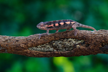 Chameleon Furcifer pardalis sitting on the branch in forest habitat. Exotic beautiful endemic green reptile with long tail from Madagascar. Wildlife scene from nature.  Female of Panther chameleon.