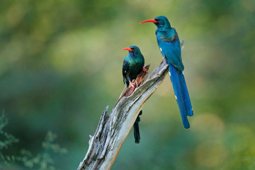 Green Wood hoopoe, Phoeniculus purpureus, bird family in the nature habitat. Animals sitting in the...