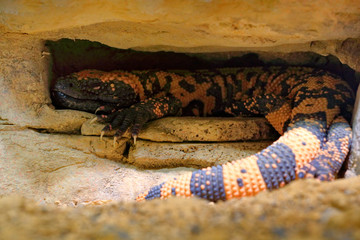 Naklejka premium Gila monster, Heloderma suspectum, venomous lizard from USA and Mexiko hidden in rock cave. Sunny day in stone and sand desert. Danger poison reptile in nature habitat.