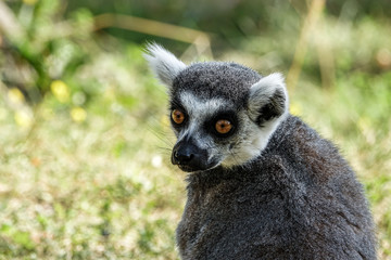 Beautiful portrait of a ring-tailed lemur