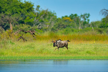 Naklejka na ściany i meble Blue wildebeest, Connochaetes taurinus, on the meadow, big animal in the nature habitat in Botswana, Africa.