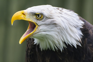 Bald Eagle - Expressing an opinon