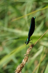 Grün, Blauflügel-Prachtlibelle, Calopteryx Viro, Libelle, Kleinlibelle