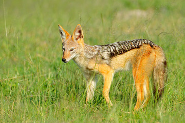 Black-Backed Jackal, Canis mesomelas mesomelas, portrait of animal with long ears, Tanzania, South Africa. Beautiful wildlife scene from Africa with nice sun light.