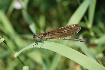 Gebänderte Prachtlibelle, Calopteryx Splendens, Kupfer