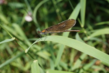 Gebänderte Prachtlibelle, Calopteryx Splendens, Kupfer