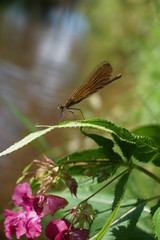 Gebänderte Prachtlibelle, Calopteryx Splendens, Kupfer