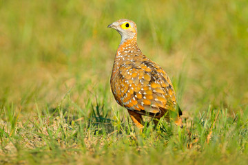 Spurfowl, yellow eye francolin found in Okavango delta, Botswana. Bird in the grass, in the nature habitat.