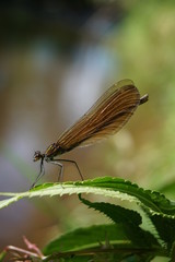 Gebänderte Prachtlibelle, Calopteryx Splendens, Kupfer