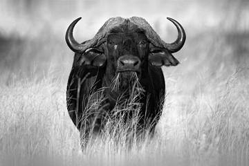 African Buffalo, Cyncerus cafer, standing on the river bank, Chobe, Botswana, Africa. Black and...