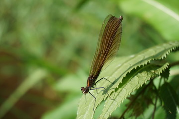 Gebänderte Prachtlibelle, Calopteryx Splendens, Kupfer