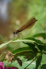 Gebänderte Prachtlibelle, Calopteryx Splendens, Kupfer