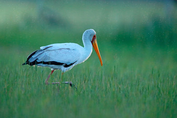 Yellow-billed Stork, Mycteria ibis, sitting in the grass, Okavango delta, Moremi, Botswana. River with bird in Africa. Stork in nature march habitat.