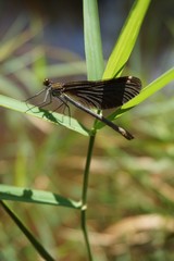 Gebänderte Prachtlibelle, Calopteryx Splendens, schwarz