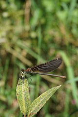 Gebänderte Prachtlibelle, Calopteryx Splendens