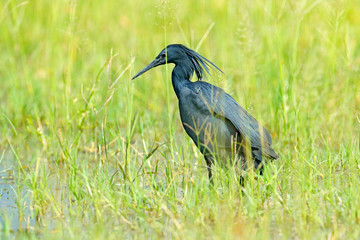 Black heron, Egretta ardesiaca, also known as the black egret, in the nature habitat. Dark bird in water march grass, Moremi, Okavango delta, Botswana, Africa.