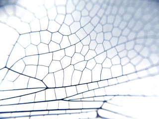 Dragonfly wing close up background with zoomed transparent lattice