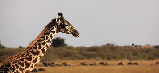 Giraffe, Kenia, Afrika