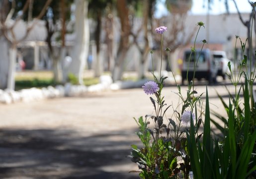 Belleza en esta Caos es Virtud