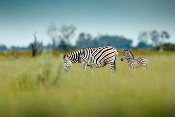 Zebra with young and blue storm sky. Burchell's zebra, Equus quagga burchellii, Nxai Pan National Park, Botswana, Africa. Wild animal on the green meadow. Wildlife nature on African safari.