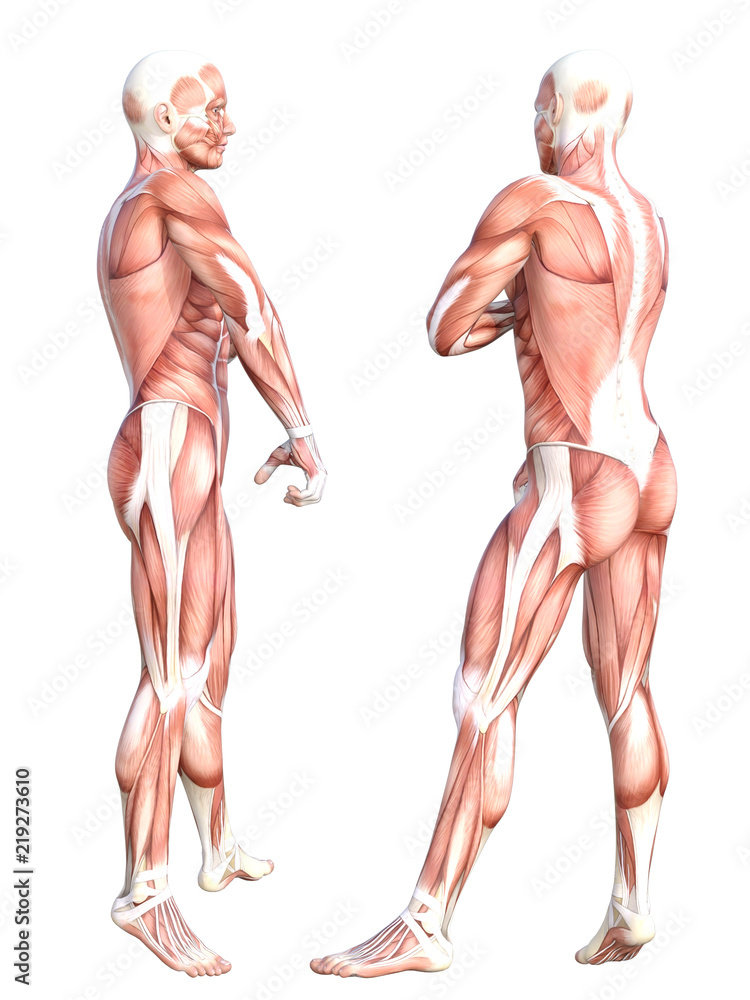 Wall mural conceptual anatomy healthy skinless human body muscle system set. athletic young adult man posing fo