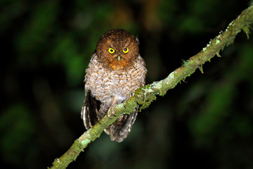 Bare-shanked Screech-owl, Megascops clarkii, little owl in the nature habitat, sitting on the green tree branch, forest in the background, Costa Rica. Bird hidden in night jungle.