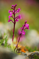 Orchis quadripunctata, Four-spotted Orchid, Gargano in Italy. Flowering European terrestrial wild...