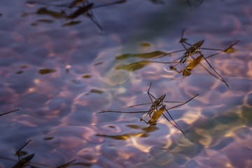 Close-up of Water strider / skipper on the surface tension on water. Gerridae, family of insects in...