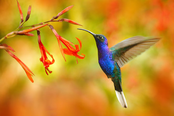Wildlife in Costa Rica. Big blue hummingbird Violet Sabrewing flying next to beautiful red flower with clear green orange forest in background. Tinny bird fly in jungle. © ondrejprosicky