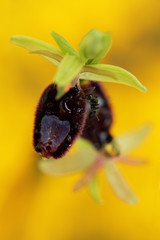 Ophrys bertolonii, orchid fromGargano in Italy. Flowering European terrestrial wild orchid, nature habitat. Beautiful detail of bloom, spring scene from Europe. Wild flower on the green meadow.