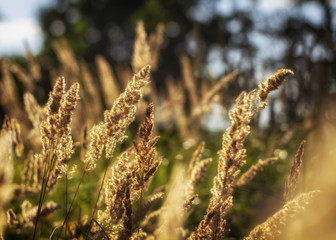High grass on a summer green meadow filled with light
