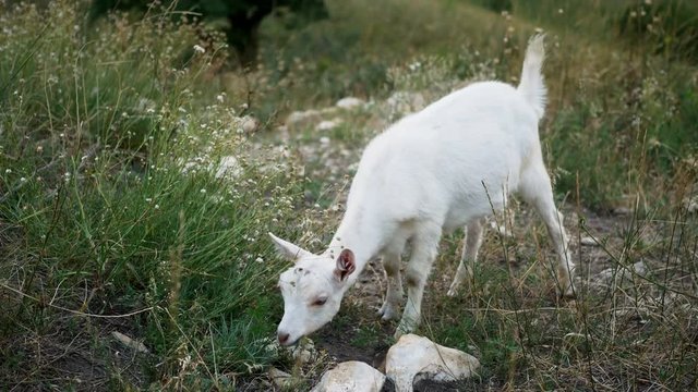 baby goat eating grass on a green field
