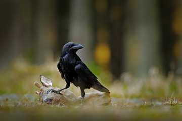 Raven with dead European Roe Deer, carcass in the forest. Black bird with head on the the forest road. Animal behavir, feeding scene in Germany, Europe.