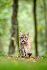 Obraz premium Młody ryś w zielonym lesie. Scena dzikiej przyrody z natury. Spacerujący ryś euroazjatycki, zachowanie zwierząt w środowisku. Młode dzikiego kota z Niemiec. Dziki Bobcat między drzewami.