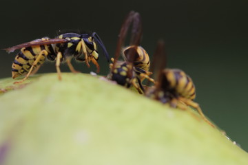 Wespe ißt Birne