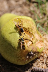 Wespe hat Hunger auf Birne