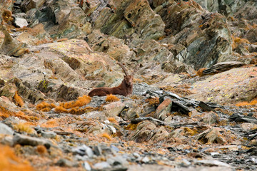 Alpine Ibex, Capra ibex, with autumn orange larch tree in hill background, National Park Gran Paradiso, Italy. Autumn landscape wildlife scene with beautiful animal. 