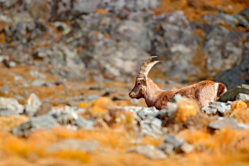 Alpine Ibex, Capra ibex, with autumn orange larch tree in hill background, National Park Gran Paradiso, Italy. Autumn landscape wildlife scene with beautiful animal.  